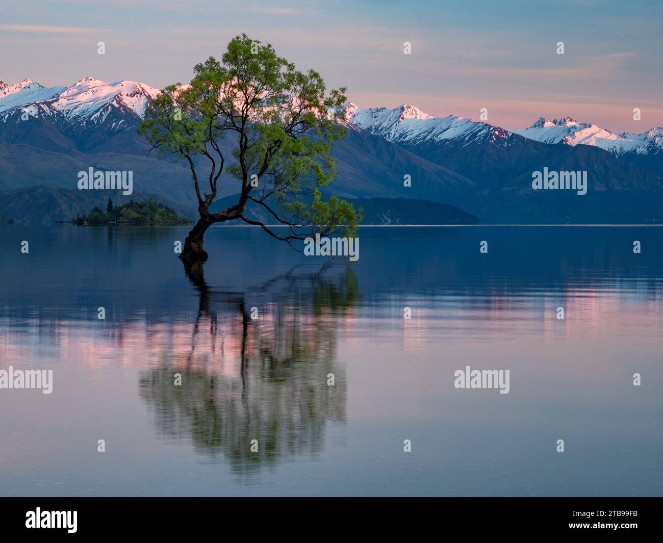 Saule à fissures solitaires (Salix × fragilis) dans le lac Wanaka au lever du soleil ; Wanaka, Île du Sud, Nouvelle-Zélande Banque D'Images