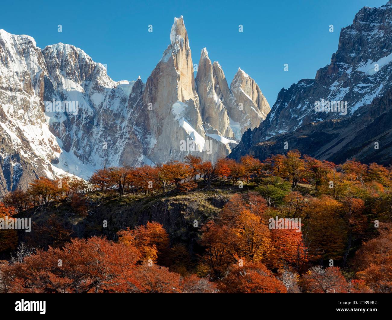 Vues le long de la randonnée d'une journée jusqu'au pic Laguna Torre avec la couleur d'automne des hêtres du sud, ou des arbres Nothofagus dans le parc national Los Glaciares Banque D'Images