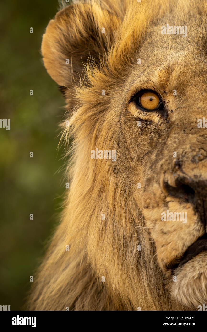 Gros plan d'une demi-tête de lion mâle, portrait (Panthera leo), dans le parc national de Chobe ; Chobe, Botswana Banque D'Images