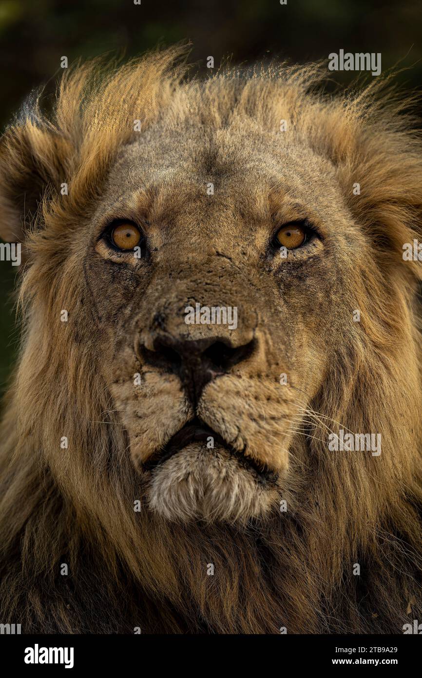 Gros plan du visage du lion avec crinière, portrait (Panthera leo), dans le parc national de Chobe ; Chobe, Botswana Banque D'Images