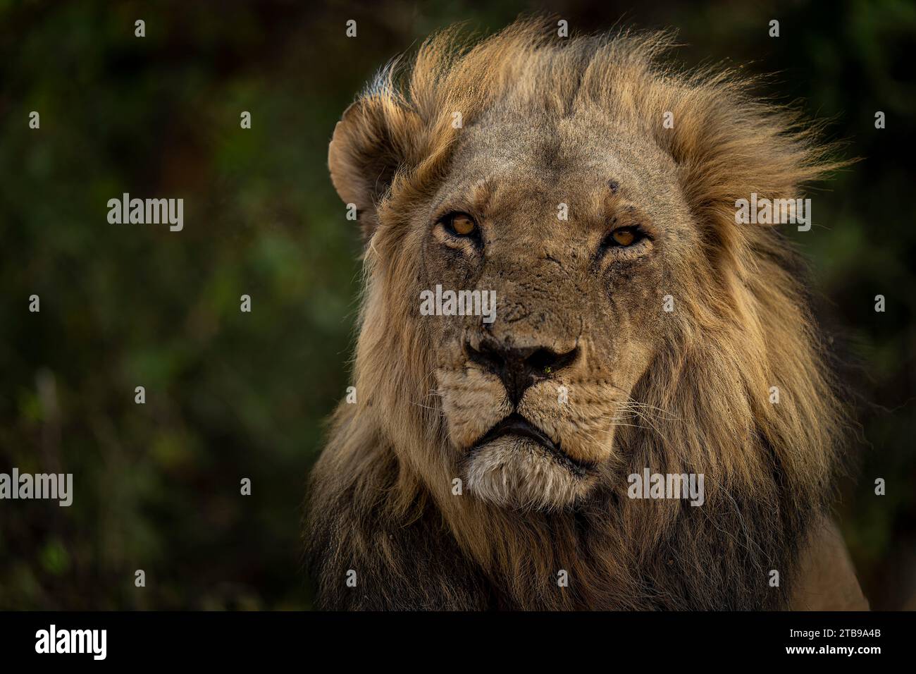 Gros plan du visage du lion avec crinière, portrait (Panthera leo), regardant dans la caméra, Parc national de Chobe ; Chobe, Botswana Banque D'Images