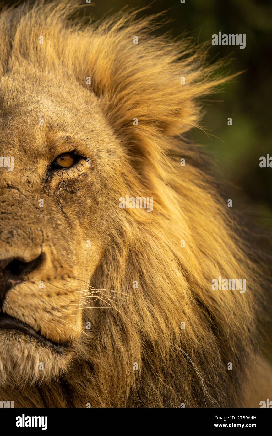 Gros plan du visage et de la tête d'un demi-lion mâle, portrait (Panthera leo), dans le parc national de Chobe ; Chobe, Botswana Banque D'Images