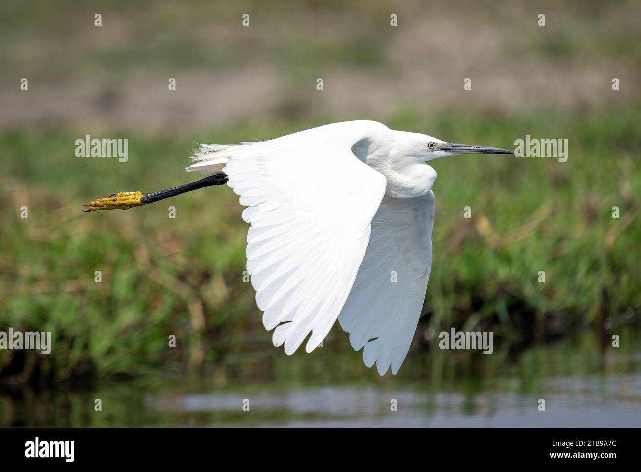 Gros plan d'une petite aigrette blanche (Egretta garzetta) survolant une rivière abaissant ses ailes dans le parc national de Chobe ; Chobe, Botswana Banque D'Images
