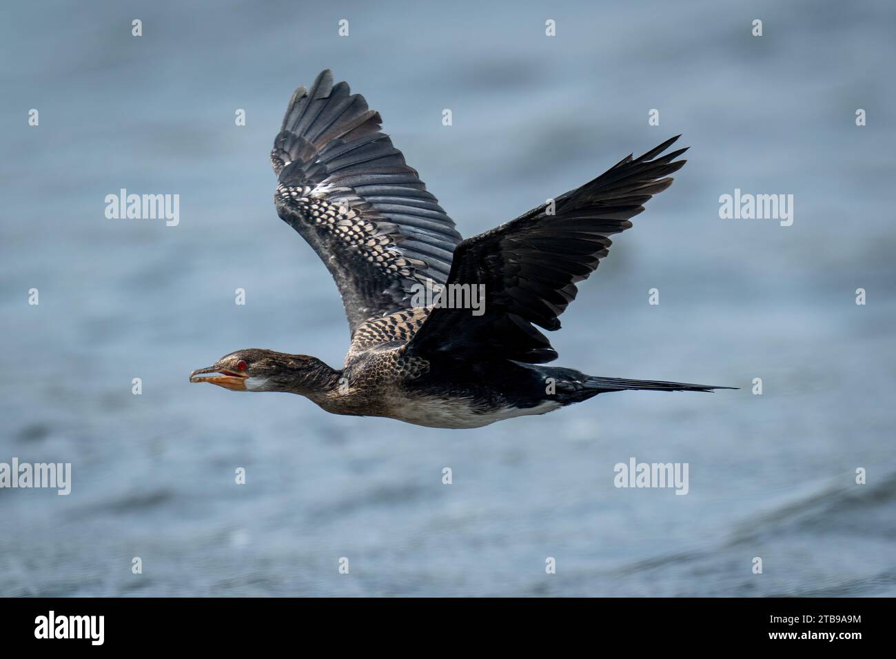 Gros plan d'un cormoran de roseau, (Microcarbo africanus) survolant une rivière levant ses ailes, parc national de Chobe ; Chobe, Botswana Banque D'Images
