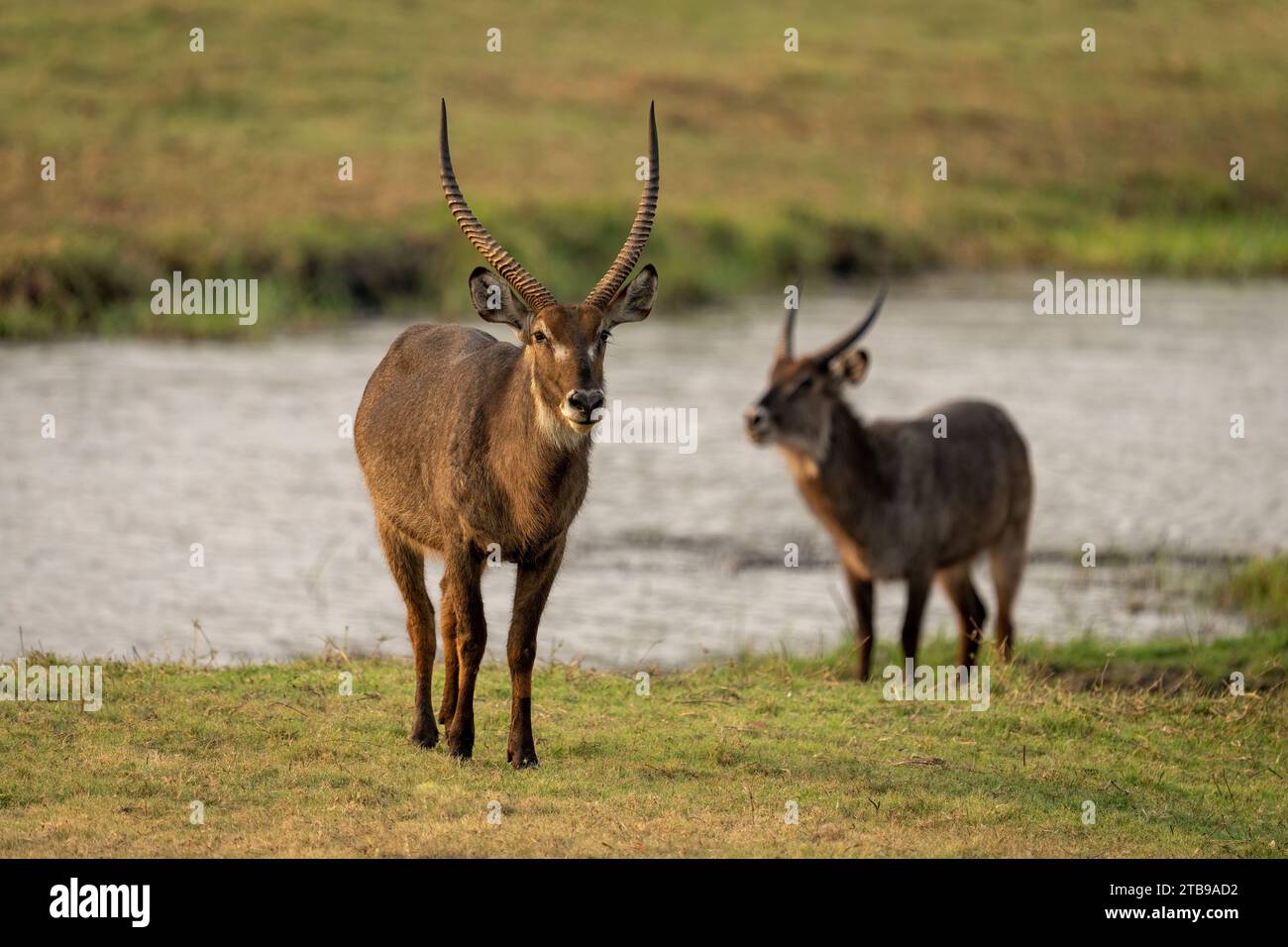 Deux mâles (Kobus ellipsiprymnus) se tenant sur une île près d'une rivière, regardant la caméra, Parc National de Chobe ; Chobe, Botswana Banque D'Images