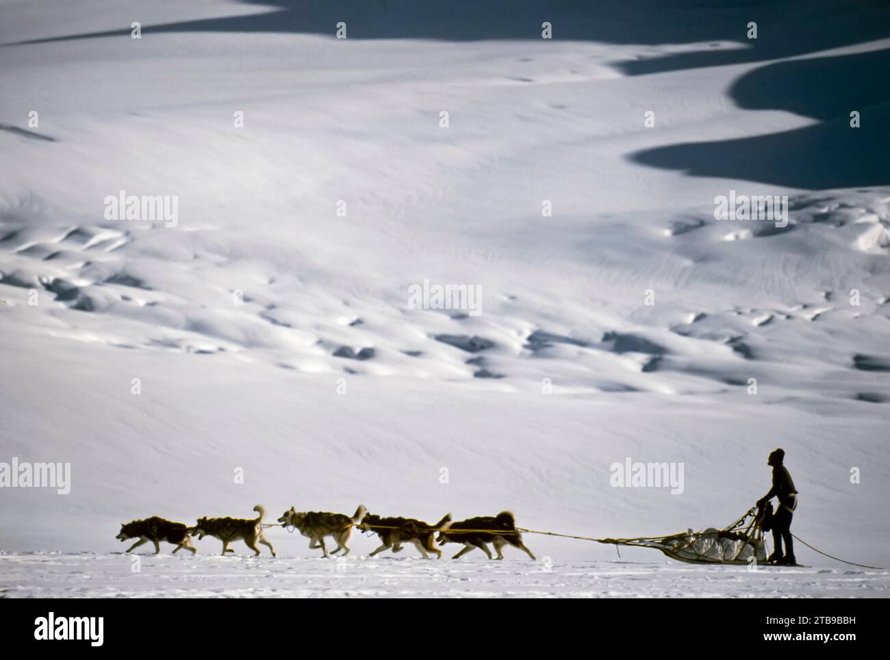 Dogsledder voyage à travers la neige sur le glacier Ruth dans le parc national et la réserve Denali ; Alaska, États-Unis d'Amérique Banque D'Images