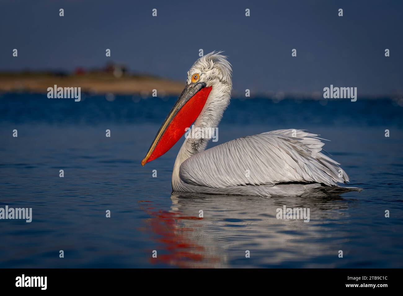 Le pélican dalmate (Pelecanus crispus) flotte sur le lac près de la rive ; Macédoine centrale, Grèce Banque D'Images