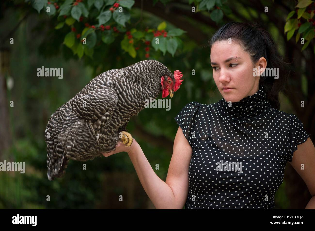 Une jeune femme tient une poule de roche barrée (Gallus domesticus sp.) ; Lincoln, Nebraska, États-Unis d'Amérique Banque D'Images