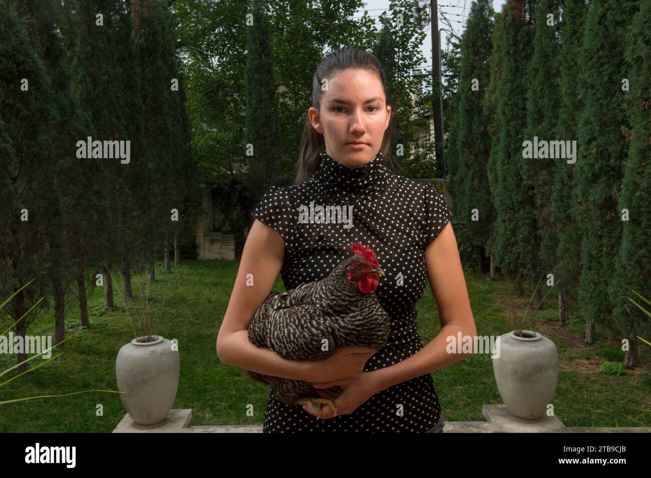 Une jeune femme tient une poule barrée (Gallus domesticus sp.) ; Lincoln, Nebraska, États-Unis d'Amérique Banque D'Images