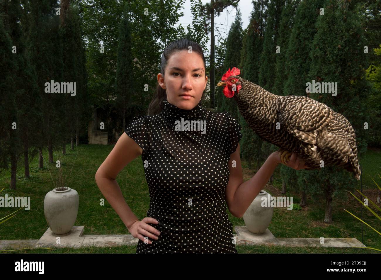 Une jeune femme tient une poule de roche barrée (Gallus domesticus sp.) ; Lincoln, Nebraska, États-Unis d'Amérique Banque D'Images