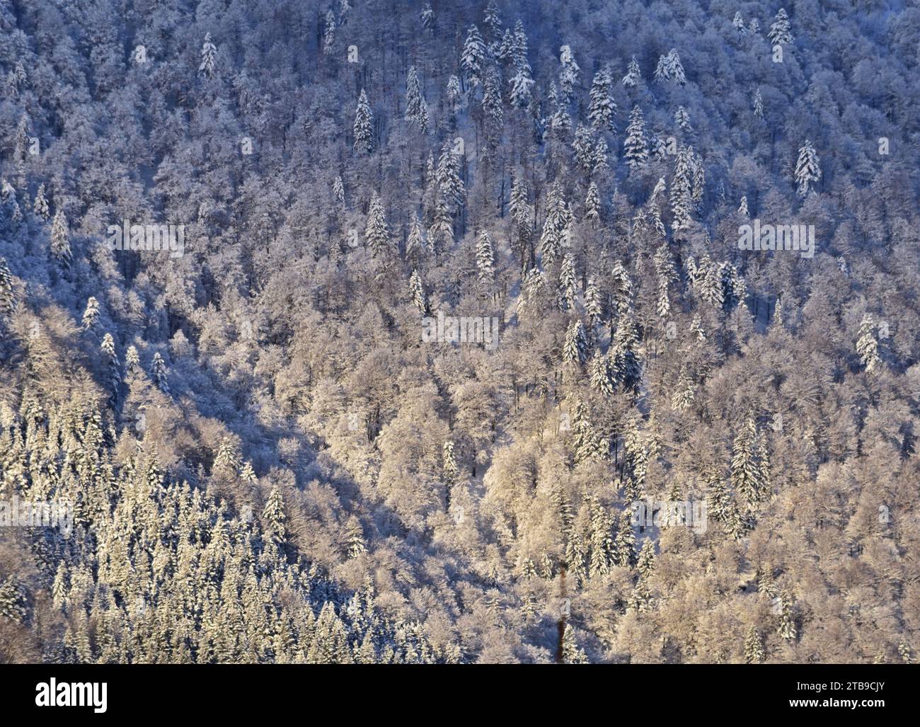 Vue d'oiseau de forêt d'hiver près de Almsee, Salzkammergut, Autriche avec de la neige fraîche Banque D'Images