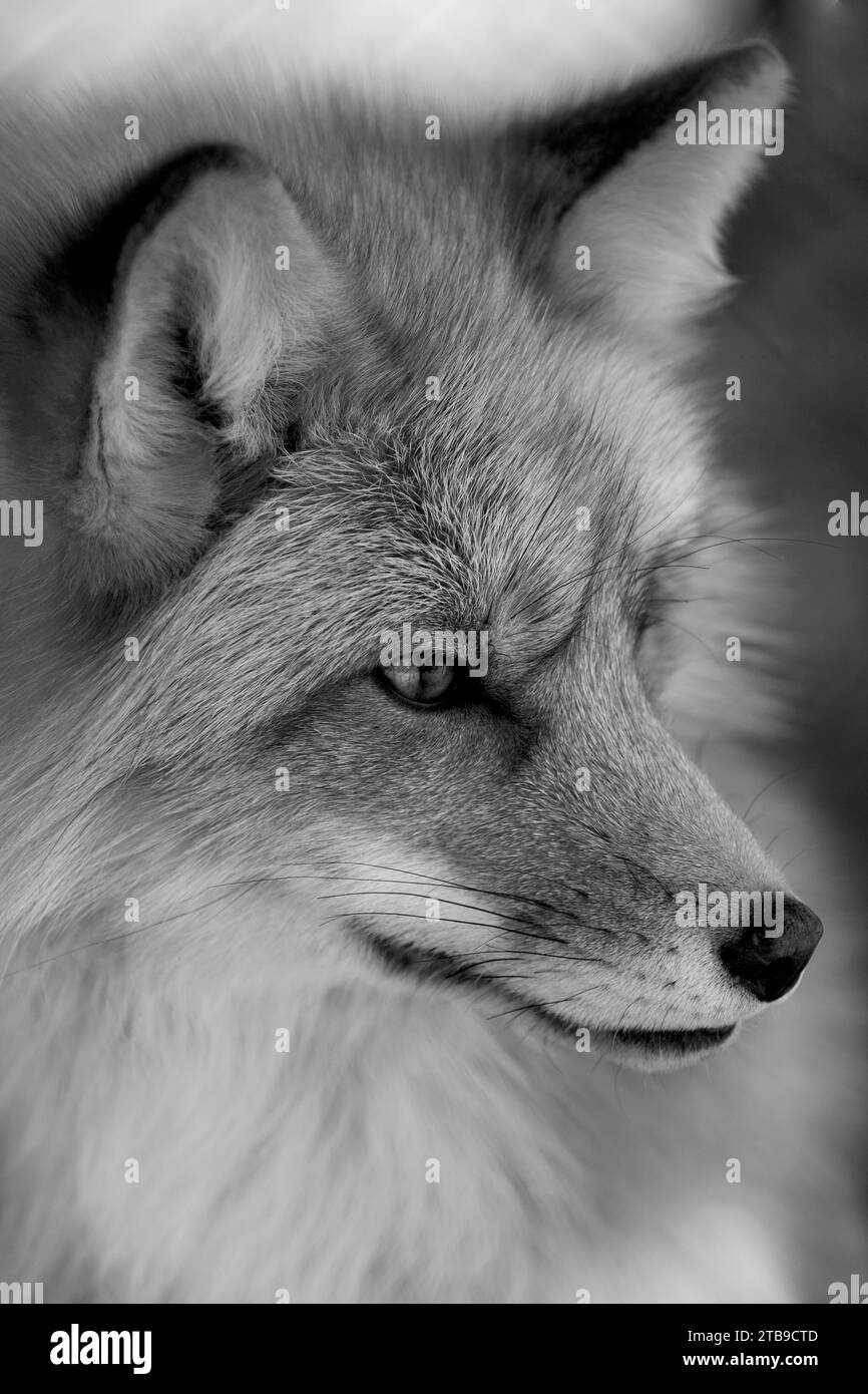 Beau portrait en gros plan en noir et blanc d'un loup gris (Canis lupus) Banque D'Images