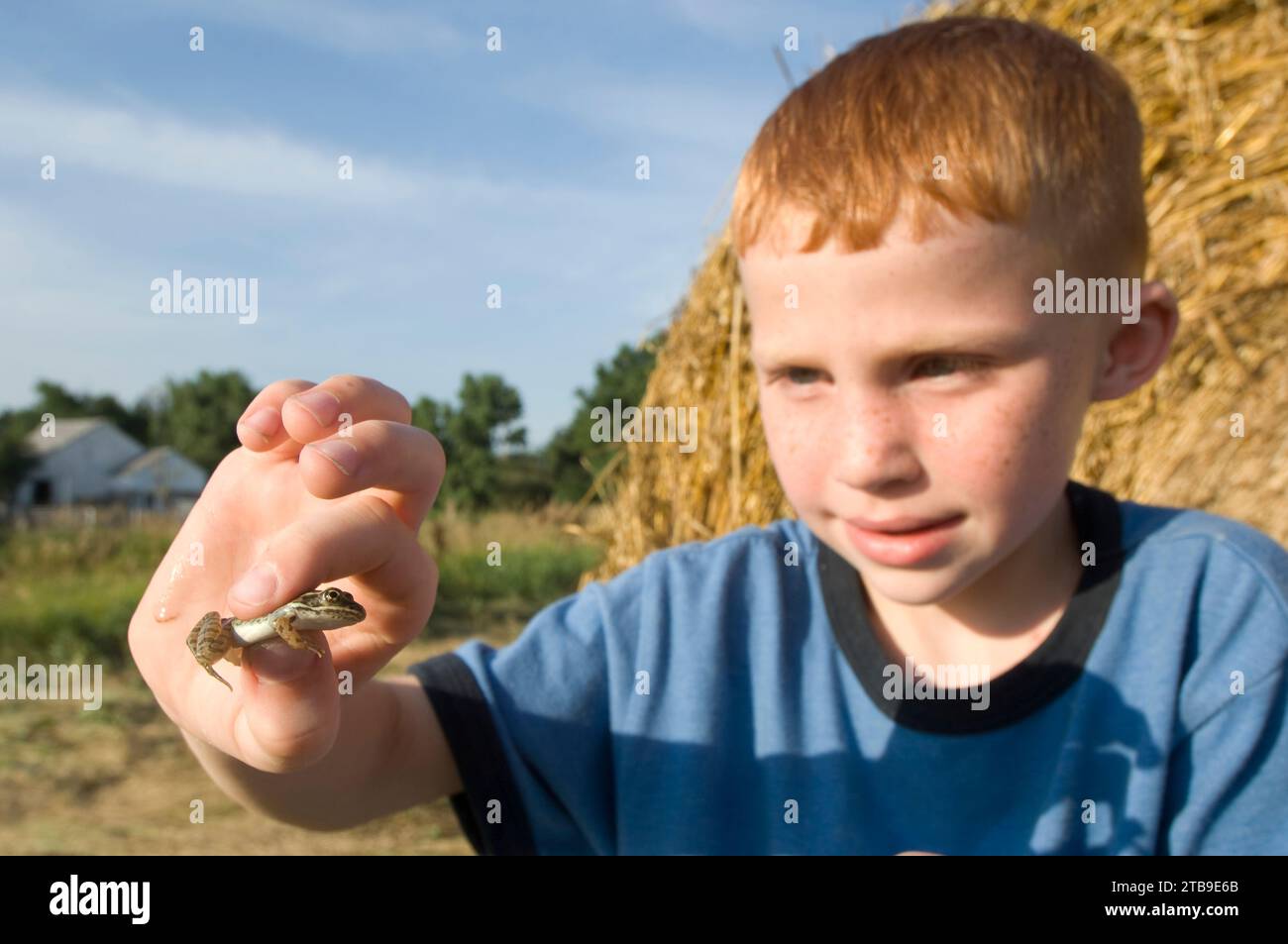 Un jeune garçon regarde une grenouille léopard des Plaines (Rana blairi) devant une balle de foin dans un champ de ferme ; Greenleaf, Kansas, États-Unis d'Amérique Banque D'Images