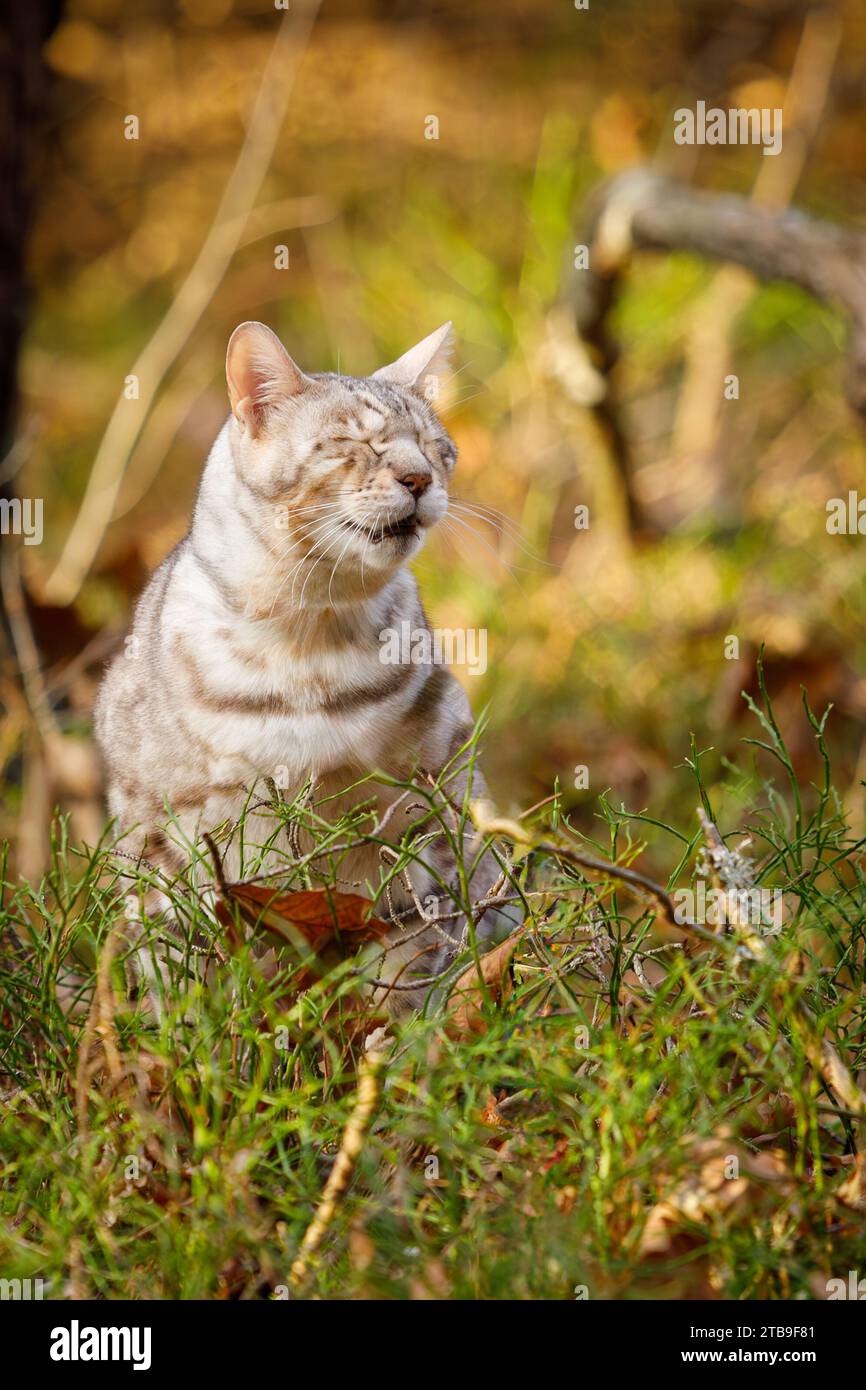 Chat bengale mâle à l'extérieur dans le parc naturel Banque D'Images