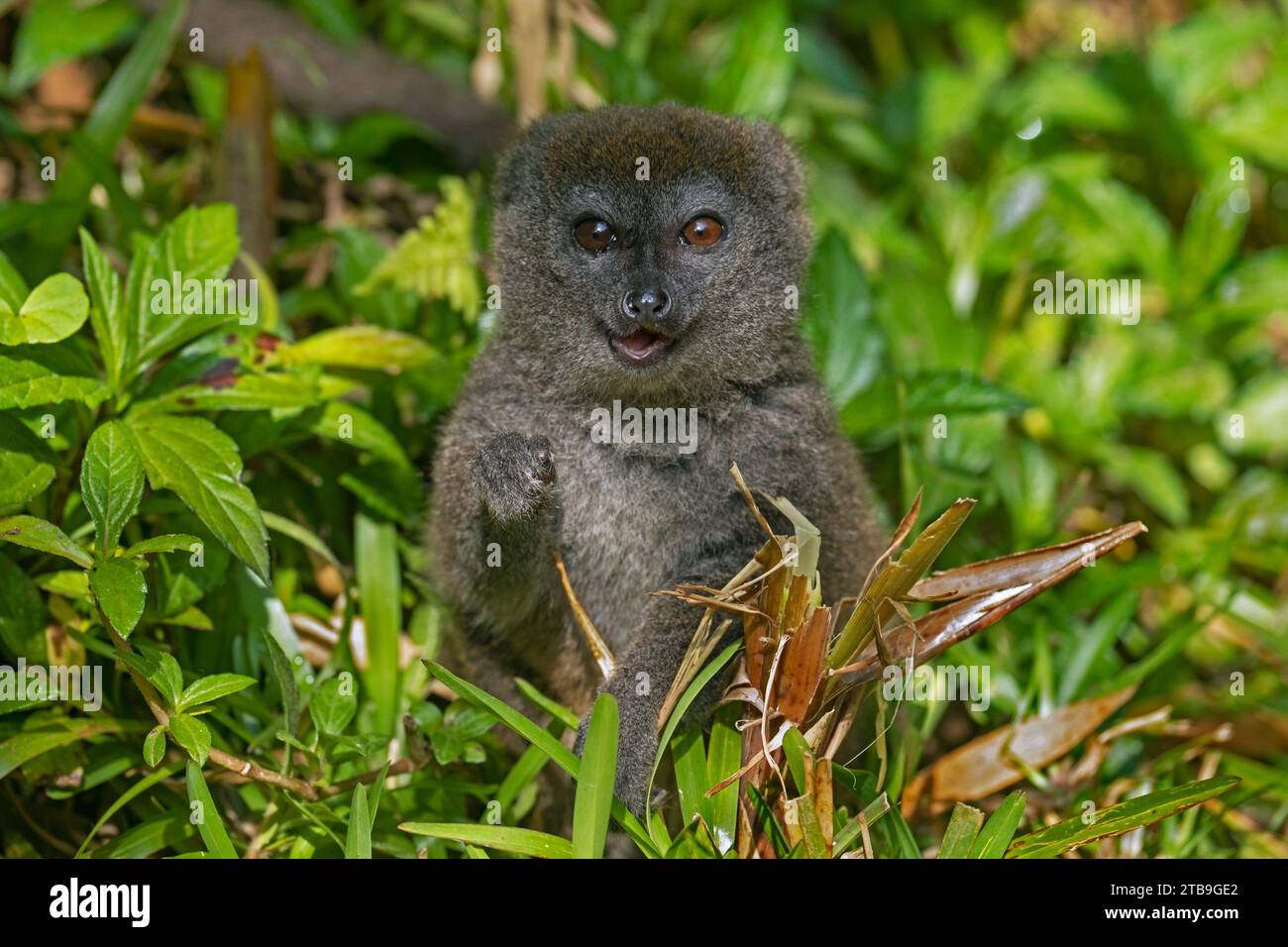 Lémurien de bambou de l'est / lémurien doux gris (Hapalemur griseus), Parc National Andasibe-Mantadia, Moramanga, Alaotra-Mangoro , Madagascar, Afrique Banque D'Images