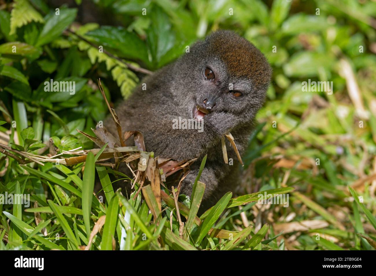 Lémurien de bambou de l'est / lémurien doux gris (Hapalemur griseus), Parc National Andasibe-Mantadia, Moramanga, Alaotra-Mangoro , Madagascar, Afrique Banque D'Images