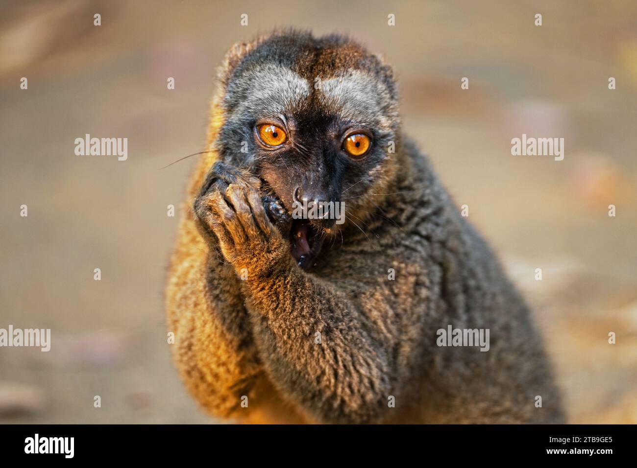 Lémurien brun à front rouge du sud (Eulemur rufifrons) sur l'île des lémuriens près d'Andasibe, Moramanga, Alaotra-Mangoro , Madagascar, Afrique Banque D'Images