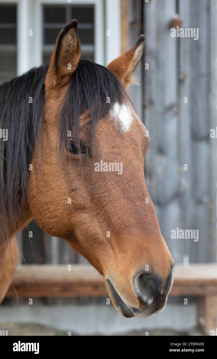 Portrait rapproché d'une baie, cheval (Equus ferus caballus) sur une ferme, animaux de Kara à Beckwith ; vallée de l'Outaouais, Ontario, Canada Banque D'Images