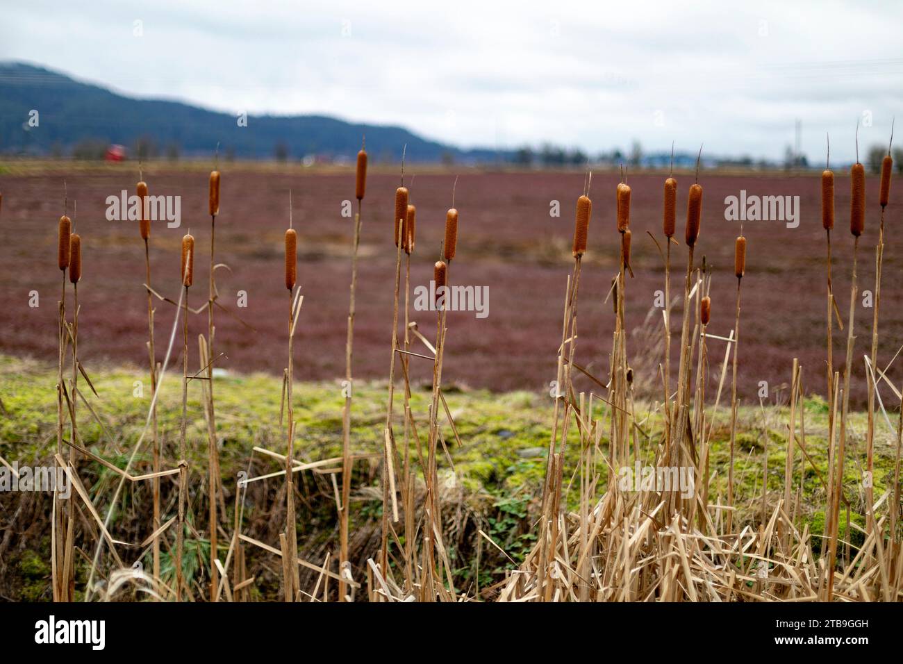 Roussettes (Typha) le long de la lisière des champs de canneberges à Pitt Meadows ; Pitt Meadows, Colombie-Britannique, Canada Banque D'Images