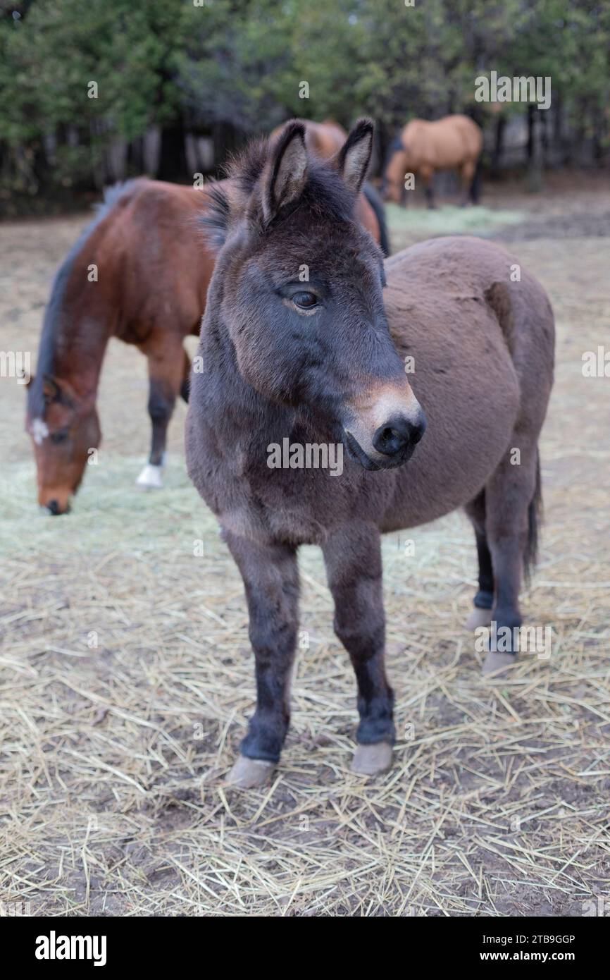 Portrait rapproché d'un âne (Equus asinus) dans une cour de ferme avec des chevaux (Equus Ferus caballus) en arrière-plan sur une ferme, animaux de Kara à Beckwith Banque D'Images