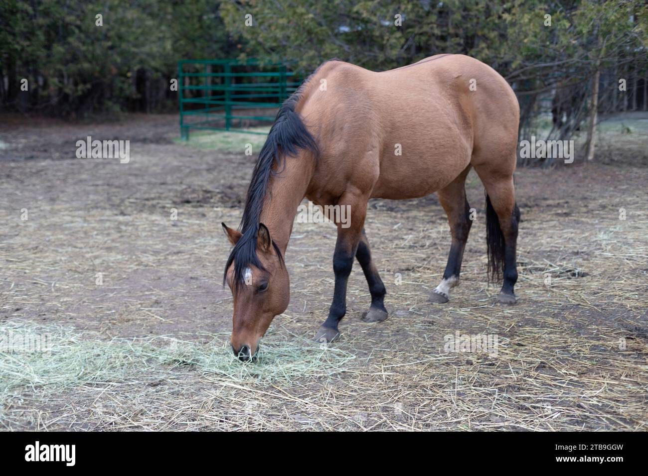 Une baie, cheval (Equus ferus caballus) se penchant pour se nourrir de foin en corral dans une ferme, Kara's Animals in Beckwith ; vallée de l'Outaouais, Ontario, Canada Banque D'Images