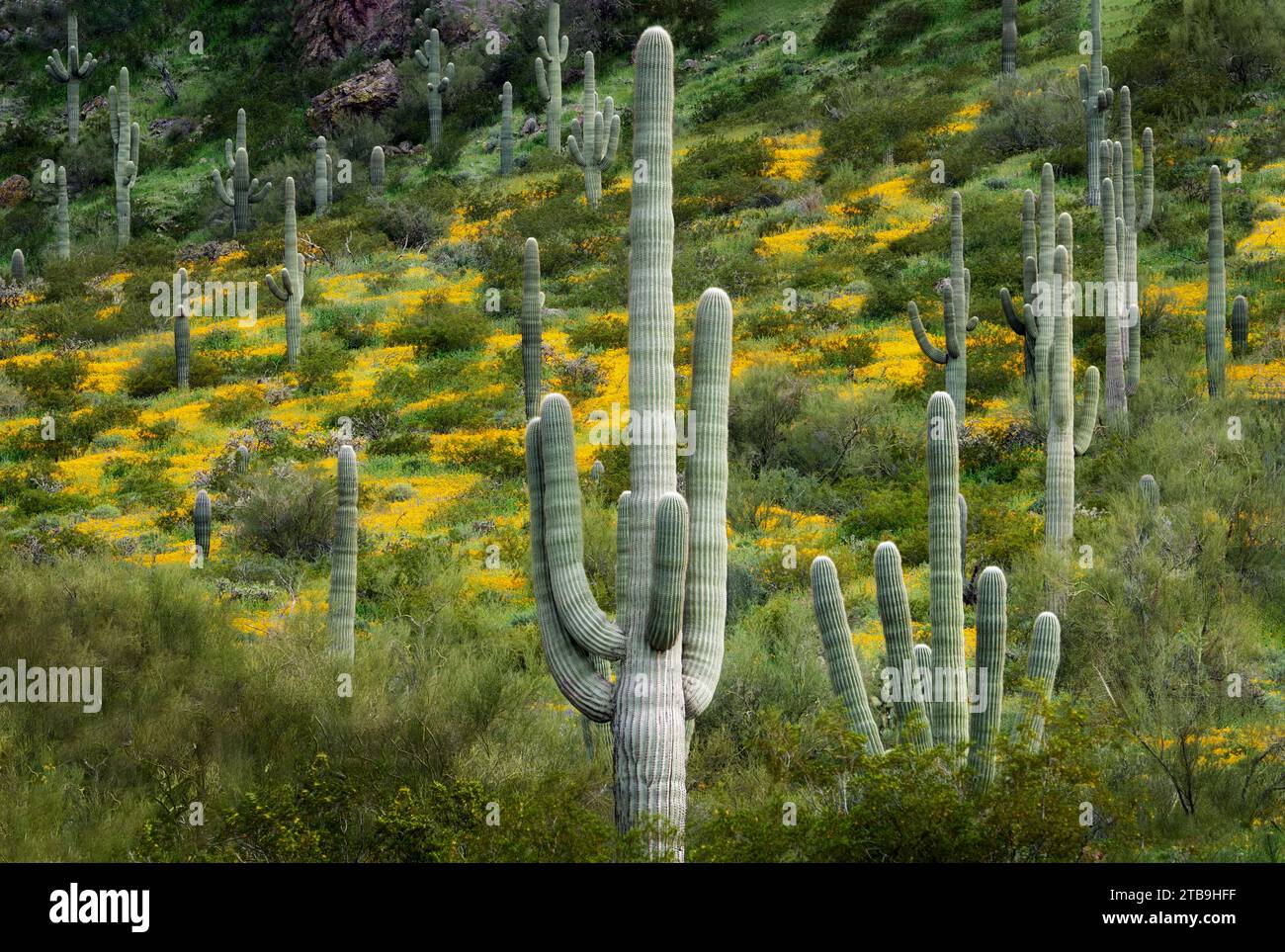 Suguaro cactus aux coquelicots. Picacho Peak, Arizona Banque D'Images