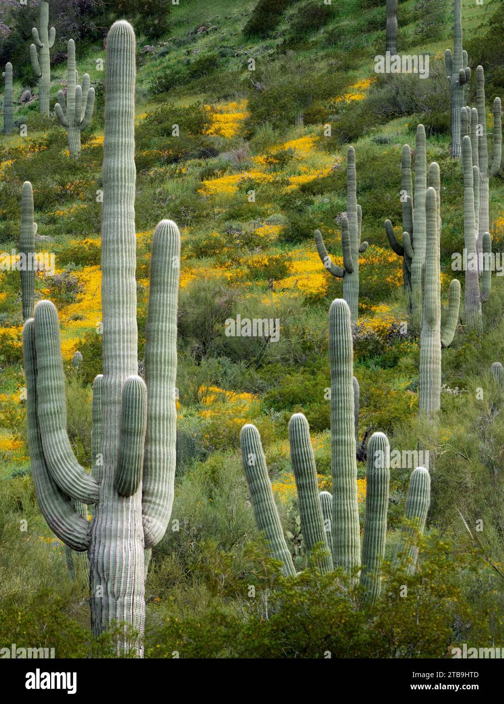 Suguaro cactus aux coquelicots. Picacho Peak, Arizona Banque D'Images