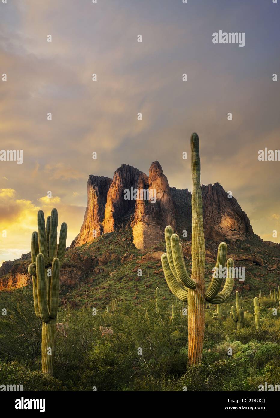 Coucher de soleil avec cactus Cholla et cactus Suguaro. Superstion Mountains, Arizona Banque D'Images