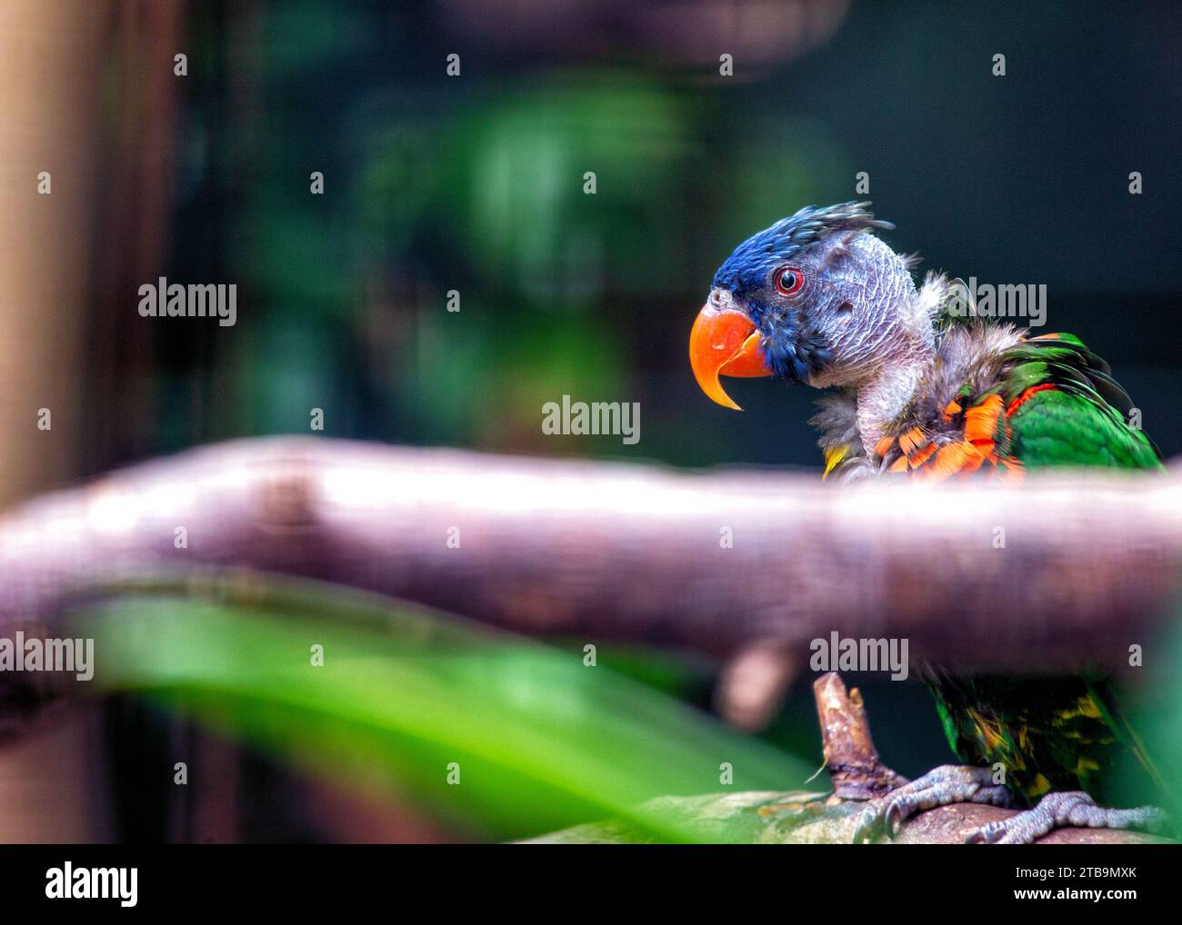 Vibrant Rainbow Lorikeet, Trichoglossus moluccanus, une beauté australienne avec un kaléidoscope de couleurs. Régalez-vous de sa nature ludique et de son plu éblouissant Banque D'Images