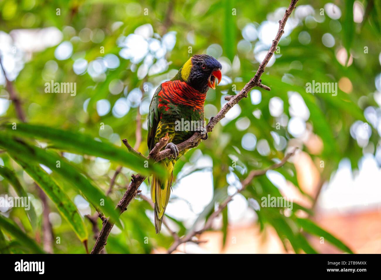 Vibrant Rainbow Lorikeet, Trichoglossus moluccanus, une beauté australienne avec un kaléidoscope de couleurs. Régalez-vous de sa nature ludique et de son plu éblouissant Banque D'Images