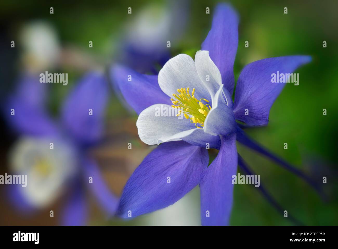 Gros plan de la fleur de Columbine. Banque D'Images