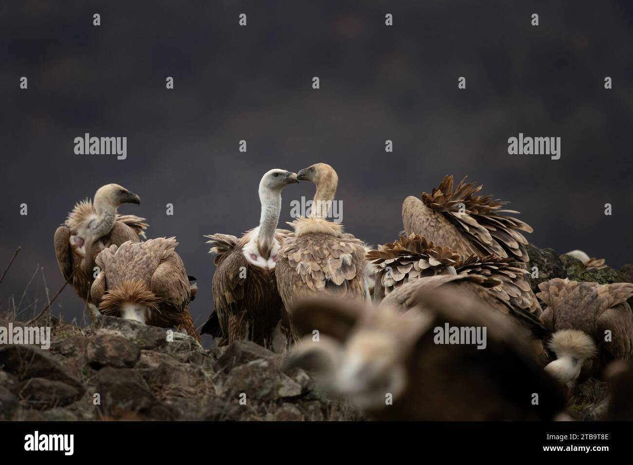 Vautour de Griffon dans les montagnes des Rhodopes. Gyps fulvus au sommet des montagnes bulgares. Ornithologie en hiver. Énorme oiseau brun avec cou blanc. V Banque D'Images Vautour de Griffon dans les montagnes des Rhodopes. Gyps fulvus au sommet des montagnes bulgares. Ornithologie en hiver. Énorme oiseau brun avec cou blanc. V Banque D'Images