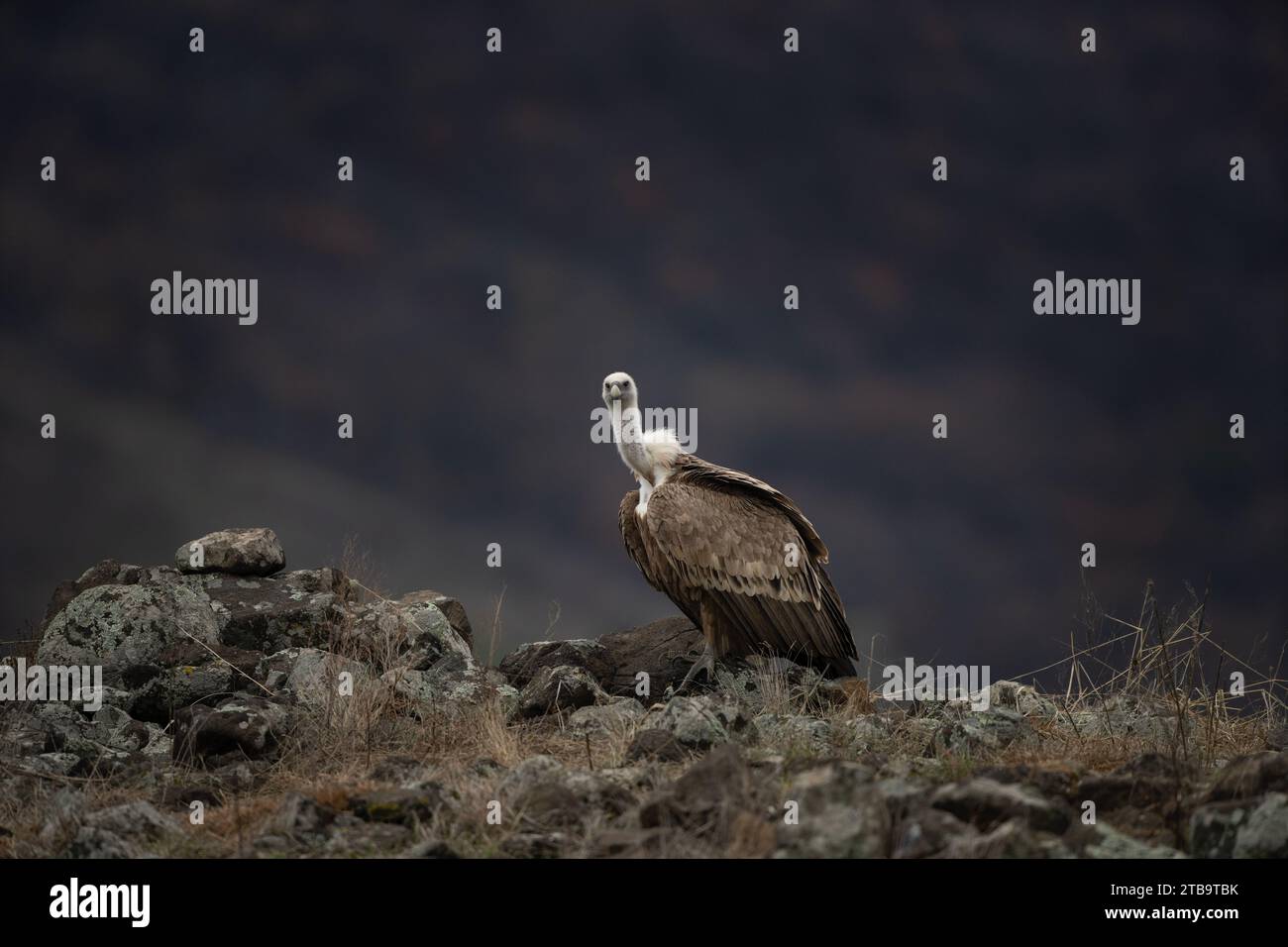 Vautour de Griffon dans les montagnes des Rhodopes. Gyps fulvus au sommet des montagnes bulgares. Ornithologie en hiver. Énorme oiseau brun avec cou blanc. Banque D'Images Vautour de Griffon dans les montagnes des Rhodopes. Gyps fulvus au sommet des montagnes bulgares. Ornithologie en hiver. Énorme oiseau brun avec cou blanc. Banque D'Images