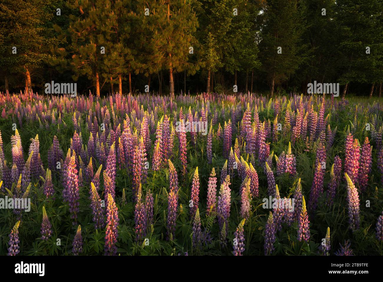 Lupins sauvages, Grahsam Oaks Park, Oregon Banque D'Images