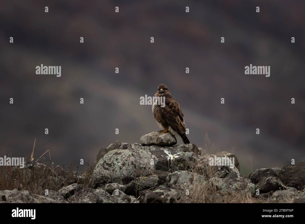 Buzzard commun dans les montagnes des Rhodopes. Buteo buteo dans les montagnes rocheuses en hiver. Buzzard brun commun près de la proie. Banque D'Images Buzzard commun dans les montagnes des Rhodopes. Buteo buteo dans les montagnes rocheuses en hiver. Buzzard brun commun près de la proie. Banque D'Images