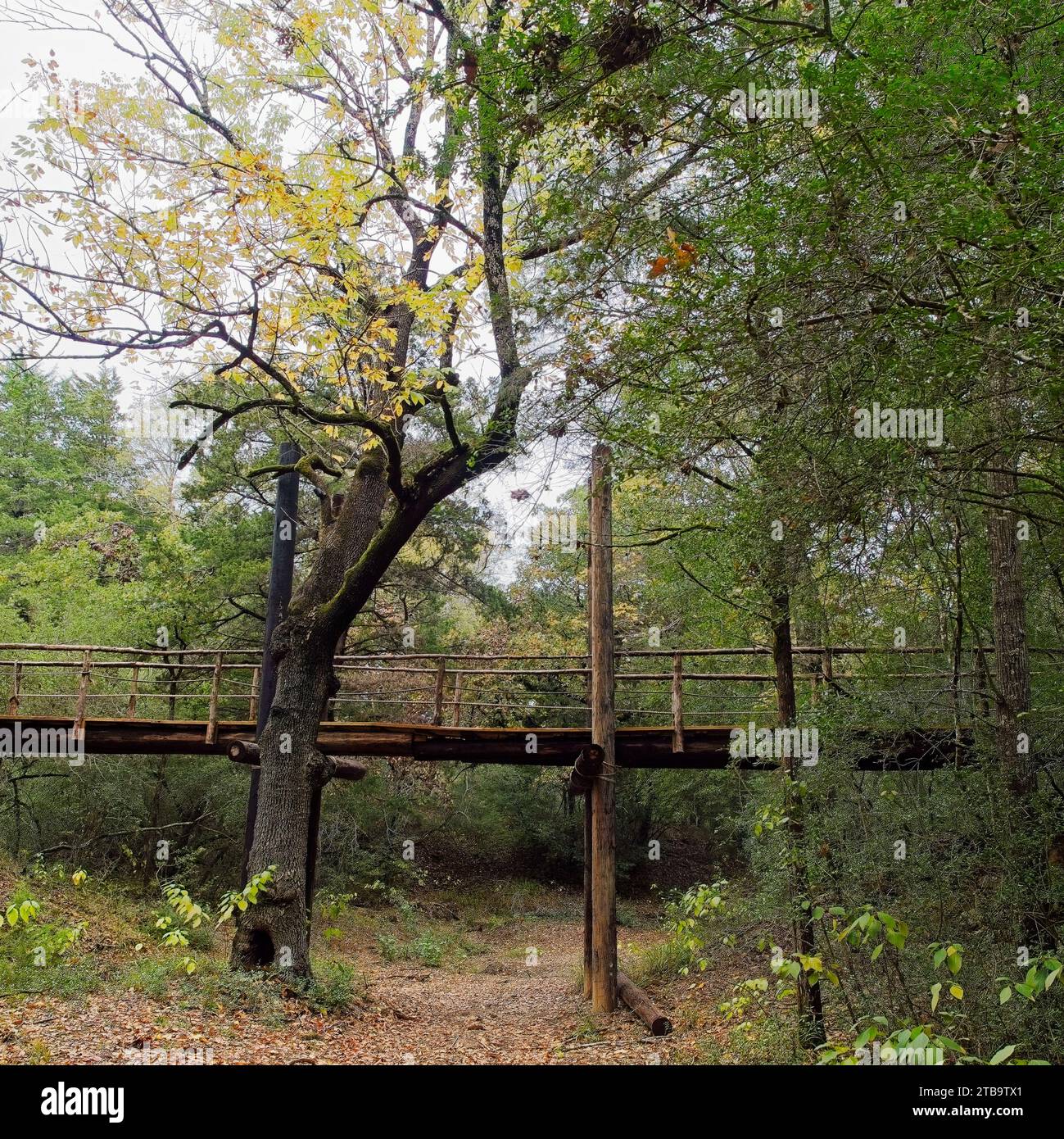 Bridge in Woods Banque D'Images