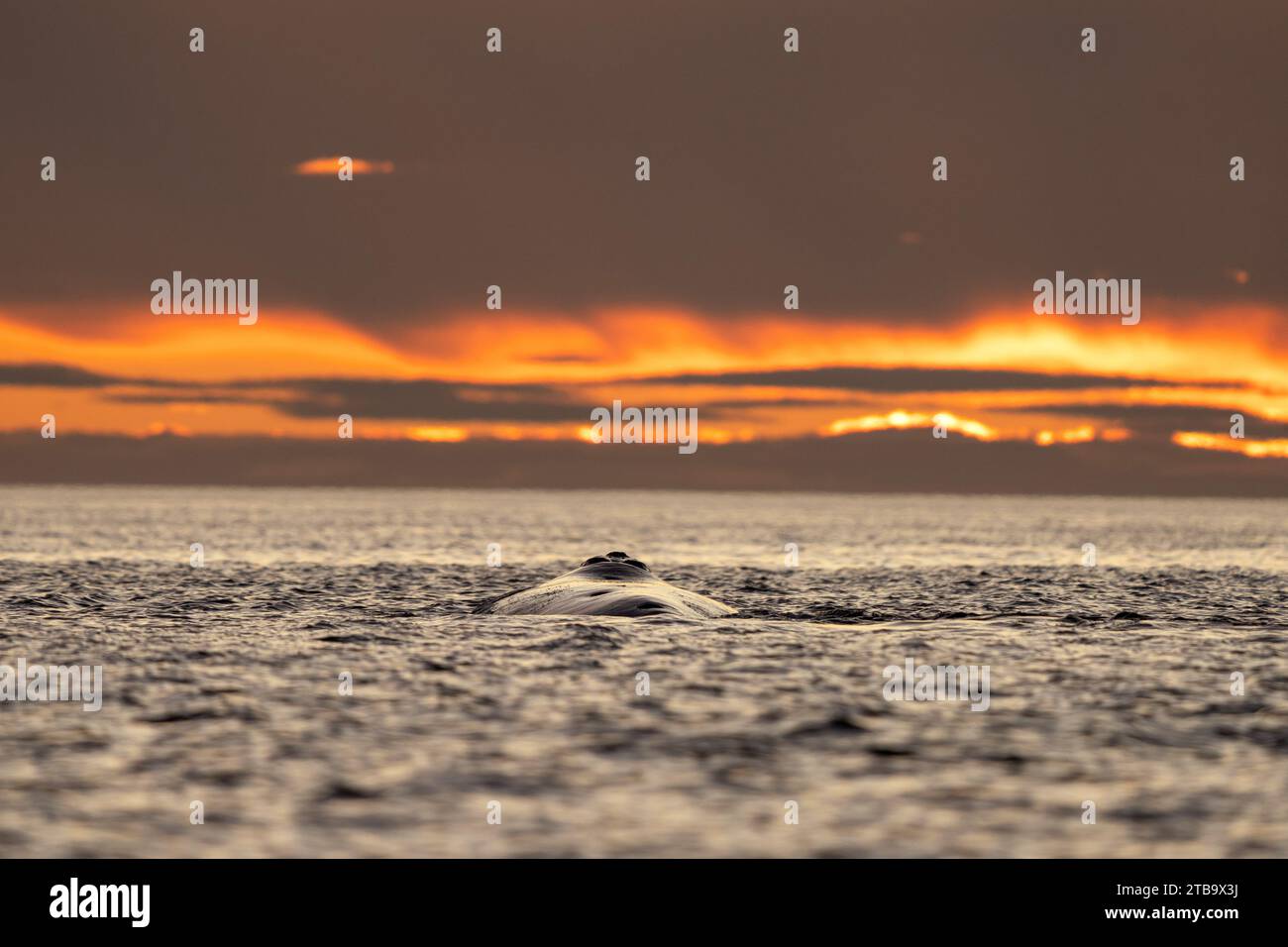 Baleines franches australes près de la péninsule de Valdés. Comportement des baleines noires en surface. Vie marine près de la côte Argentine. Banque D'Images Baleines franches australes près de la péninsule de Valdés. Comportement des baleines noires en surface. Vie marine près de la côte Argentine. Banque D'Images