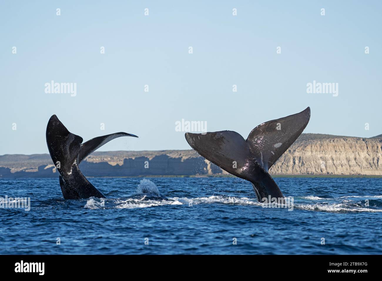 Baleines franches australes près de la péninsule de Valdés. Comportement des baleines noires en surface. Vie marine près de la côte Argentine. Banque D'Images Baleines franches australes près de la péninsule de Valdés. Comportement des baleines noires en surface. Vie marine près de la côte Argentine. Banque D'Images