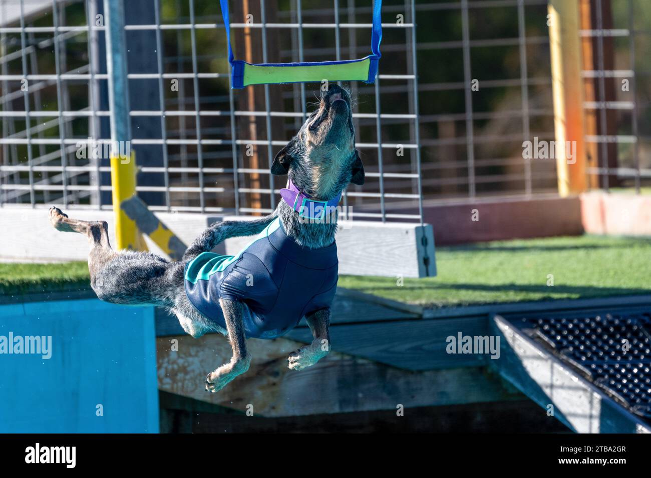 Chien de bétail australien en maillot de bain lors d'un événement de natation qui manque juste de saisir un Goy Banque D'Images