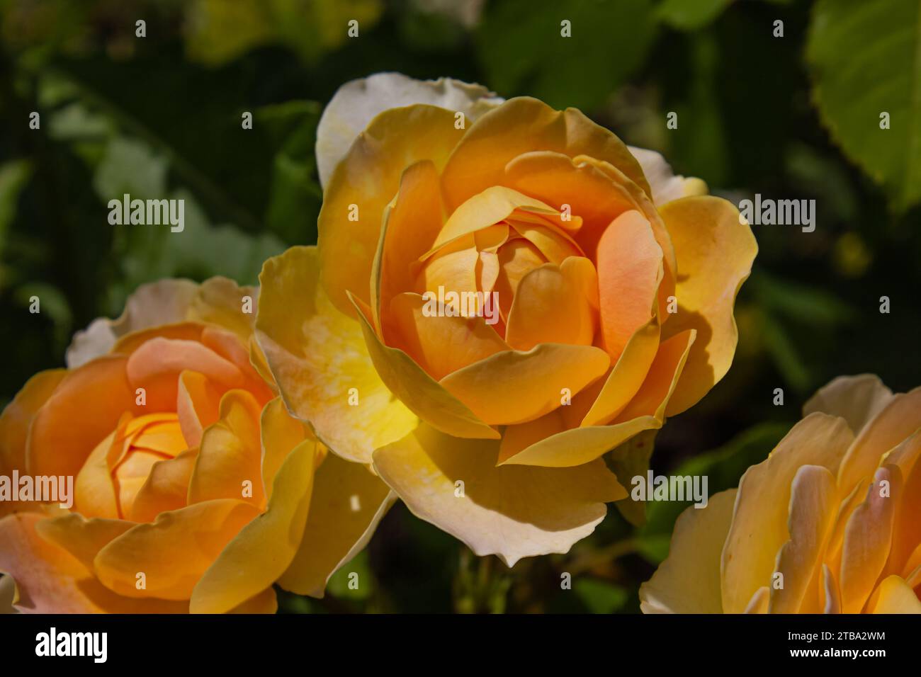 Golden Celebration Roses ou Rose Golden Celebration avec de riches pétales jaunes. Beau fond de fleur de roses orange jaune. Banque D'Images