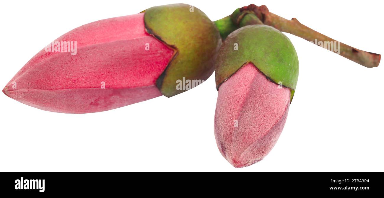 Fleur de coton en soie rouge également connue sous le nom de Bombax Ceiba Banque D'Images