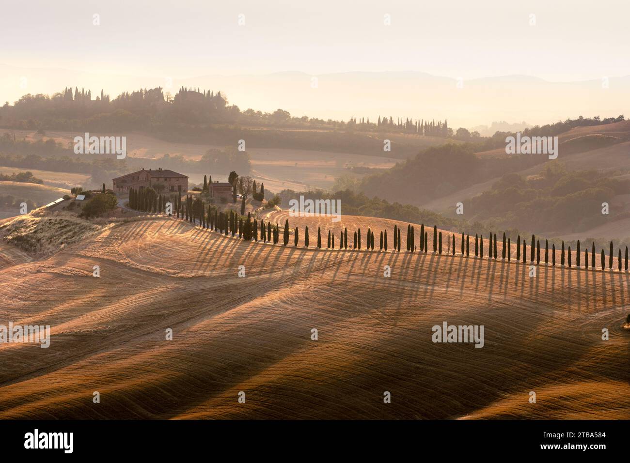 Asciano, Italie - 22 juillet 2023 : Paysage toscan au coucher du soleil. L'un des endroits les plus célèbres avec des cyprès et une route de gravier blanc en Toscane, nea Banque D'Images