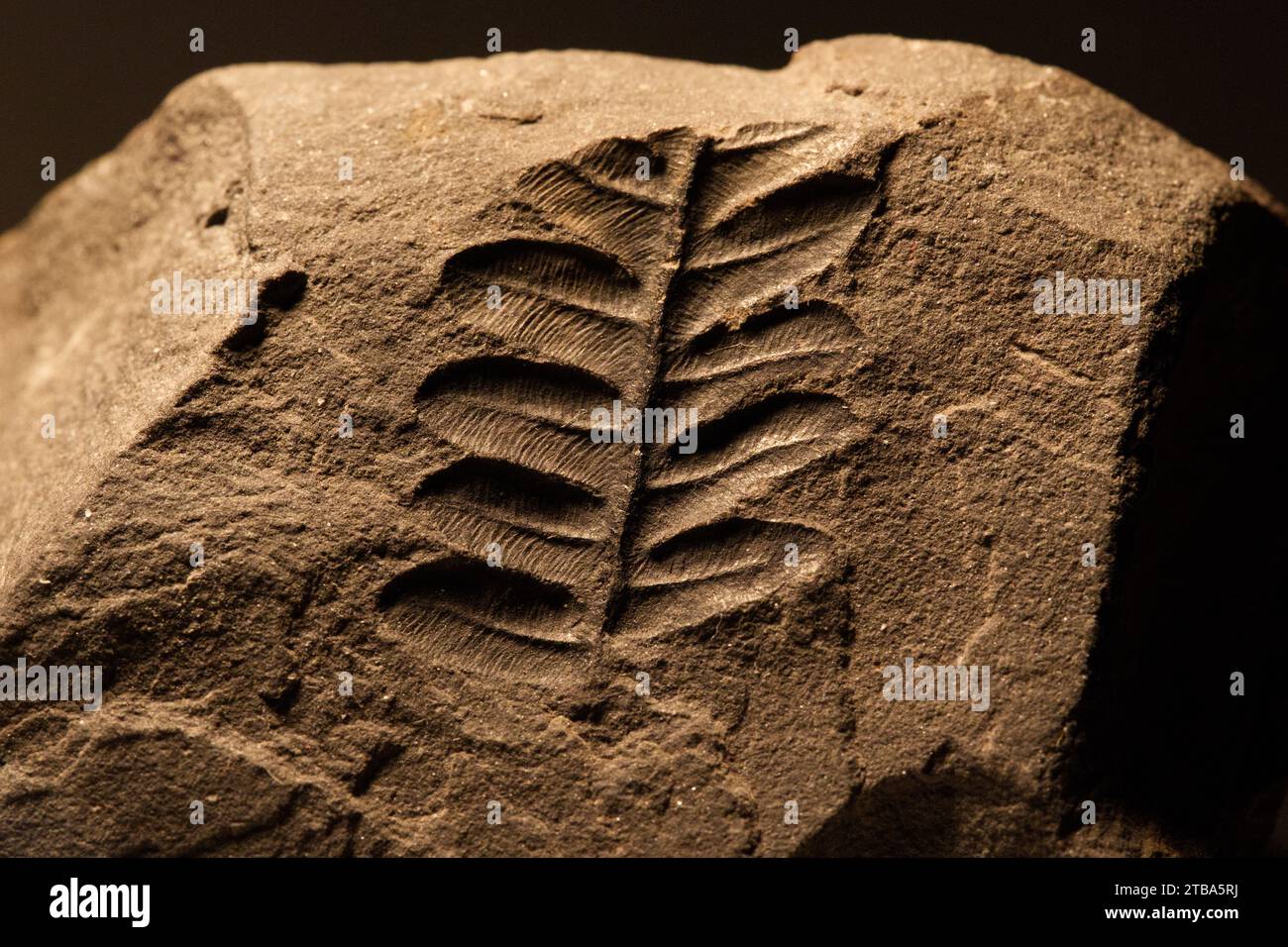 Plante tropicale fossile - 300 millions d'années, Radstock, Somerset. Période carbonifère en Grande-Bretagne. Banque D'Images