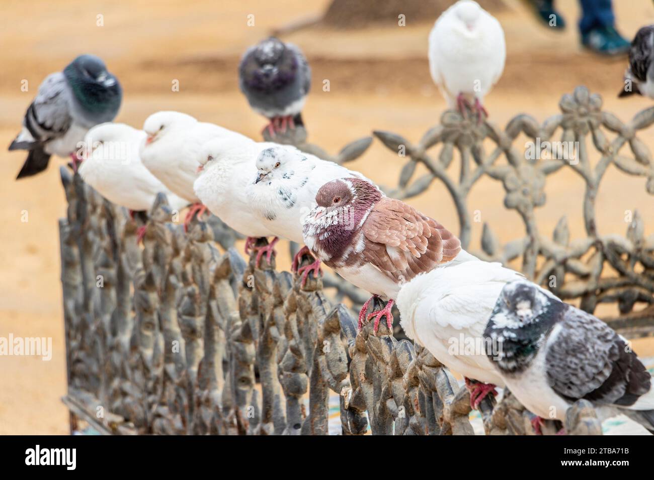 groupe de pigeons assis sur le dessus de la clôture de garde-corps en métal à séville espagne Banque D'Images