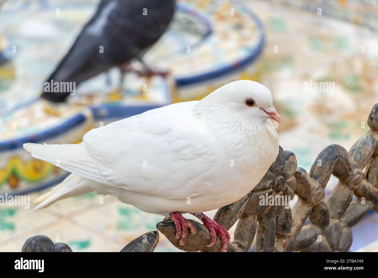pigeon blanc assis sur le dessus de la clôture de garde-corps en métal à séville espagne Banque D'Images