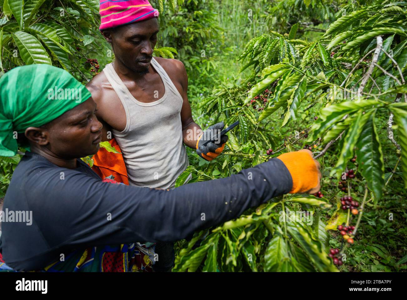 Deux agriculteurs vérifient les baies de café sur leur plantation en Afrique, processus de production de café. Banque D'Images