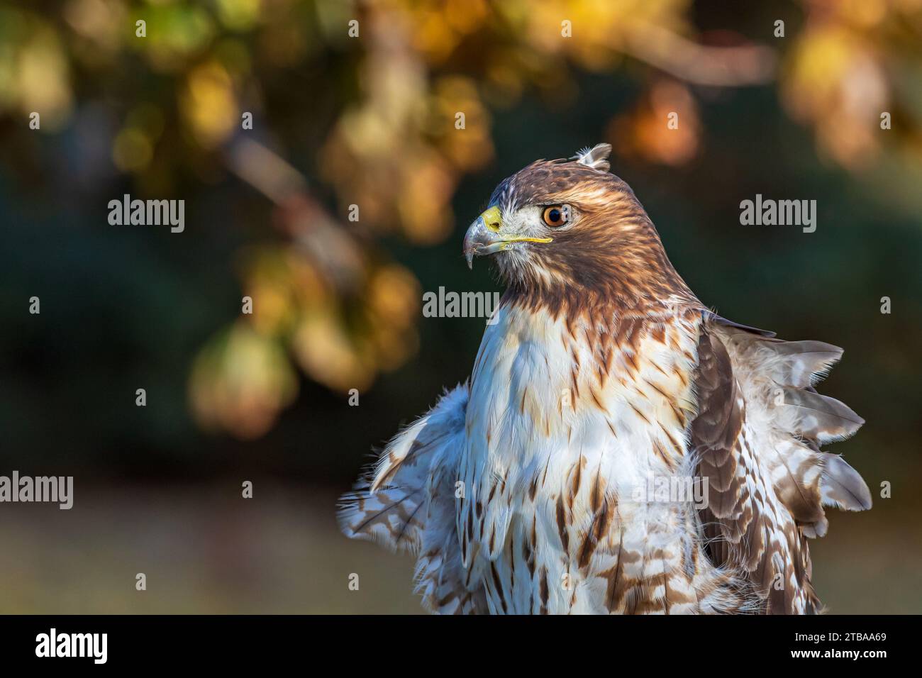Faucon à queue rouge assis sur la clôture de l'arrière-cour pendant l'automne. Concept d'observation des oiseaux, d'observation des oiseaux et de préservation de l'habitat. Banque D'Images