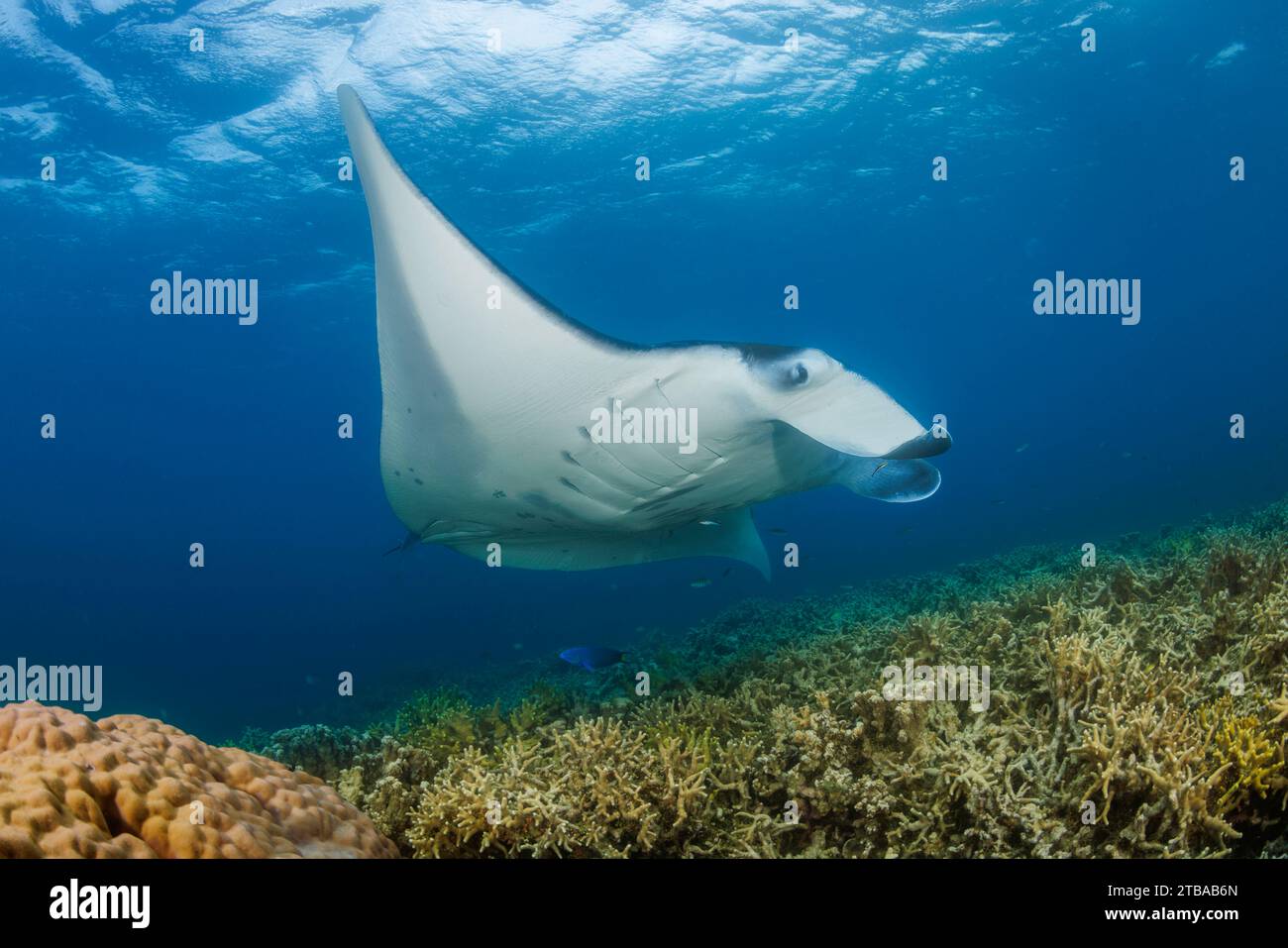 Une raie manta de récif, Mobula alfredi, à une station de nettoyage au large de l'île de Yap, Micronésie. Cette espèce était auparavant Manta alfredi. Banque D'Images