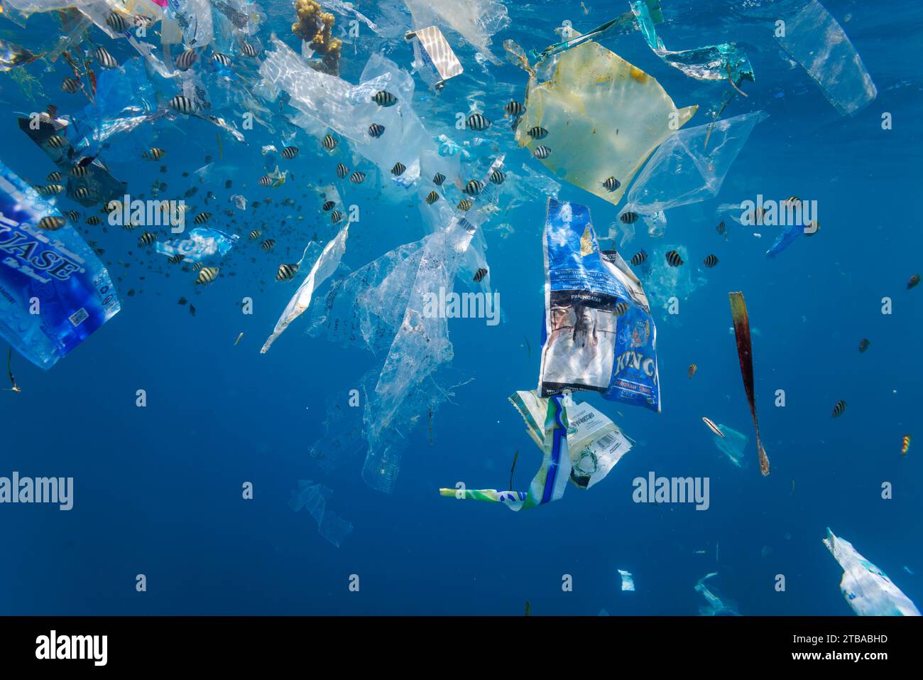 École juvénile damégoïste sous l'eau autour de sacs en plastique et de déchets de toutes sortes dans l'eau bleue au large de Baucau, en République démocratique du Timor-Leste. Banque D'Images