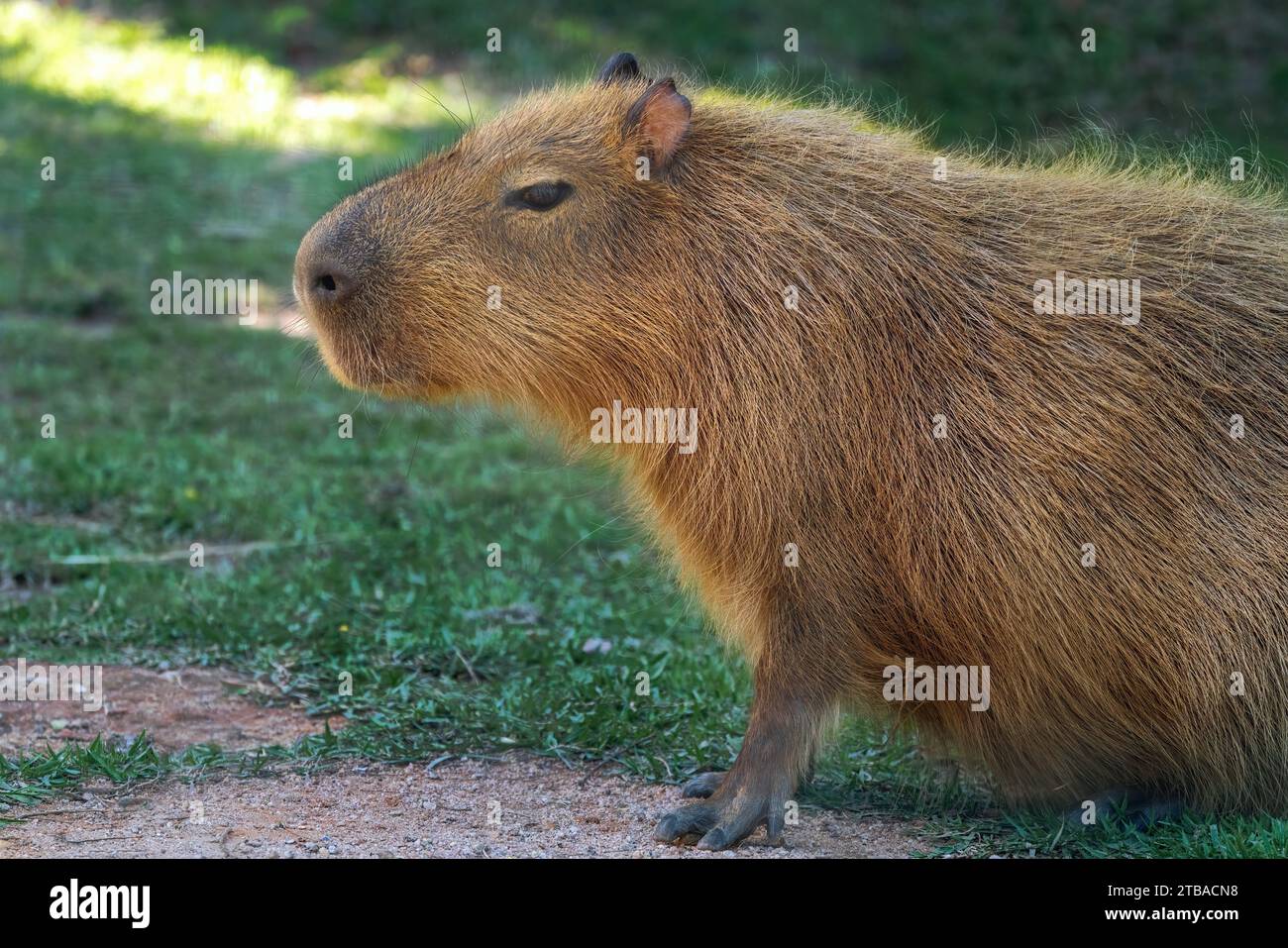 Capybara (Hydrochoerus hydrochaeris) - plus grand rongeur du monde Banque D'Images